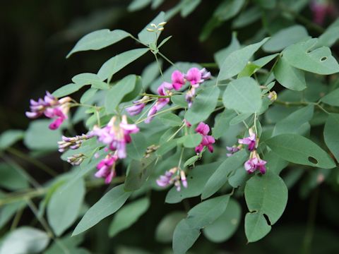 Lespedeza bicolor