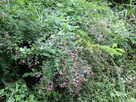 Lespedeza bicolor