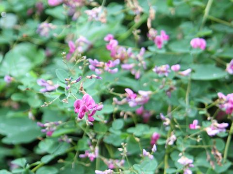 Lespedeza bicolor