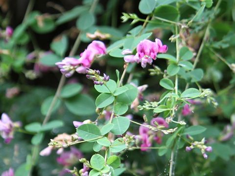 Lespedeza bicolor