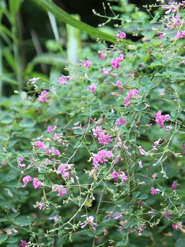 Lespedeza bicolor