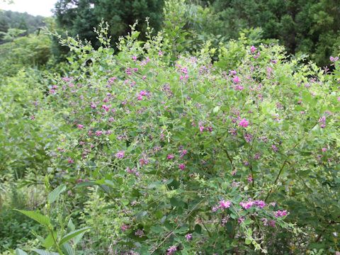 Lespedeza bicolor