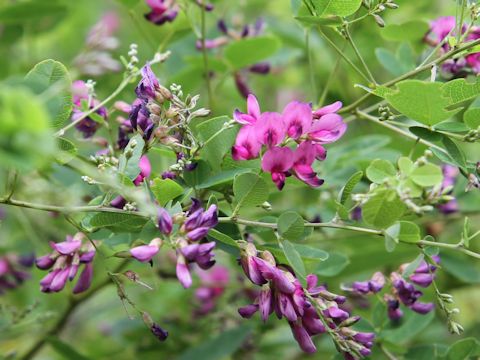 Lespedeza bicolor