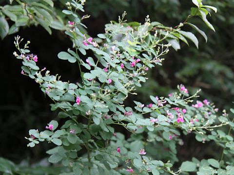 Lespedeza bicolor