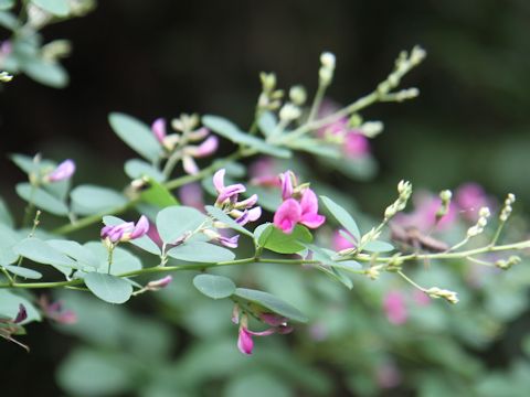 Lespedeza bicolor