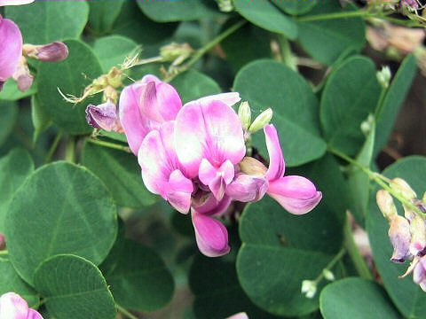 Lespedeza bicolor