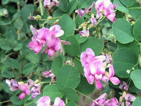 Lespedeza bicolor