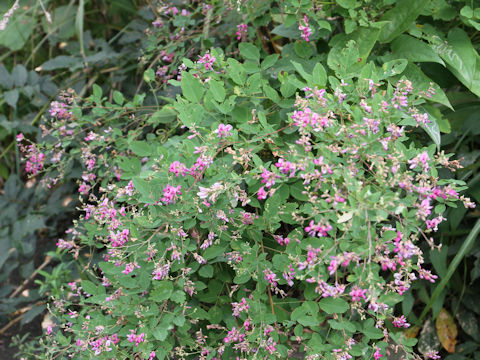 Lespedeza bicolor