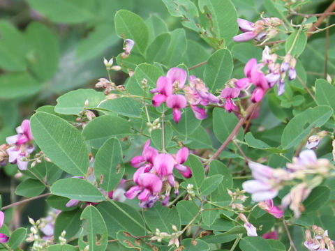 Lespedeza bicolor