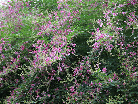 Lespedeza bicolor