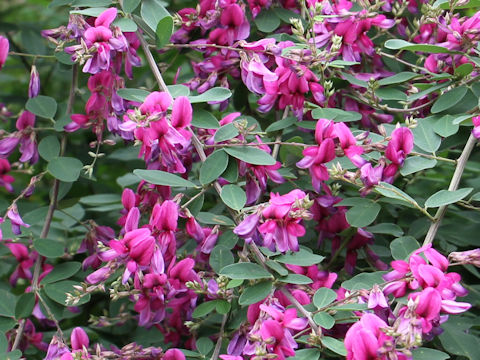 Lespedeza bicolor