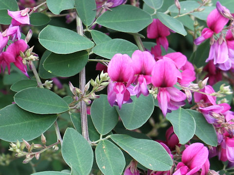 Lespedeza bicolor