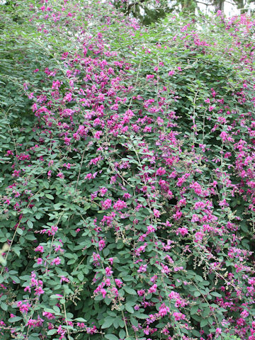 Lespedeza bicolor