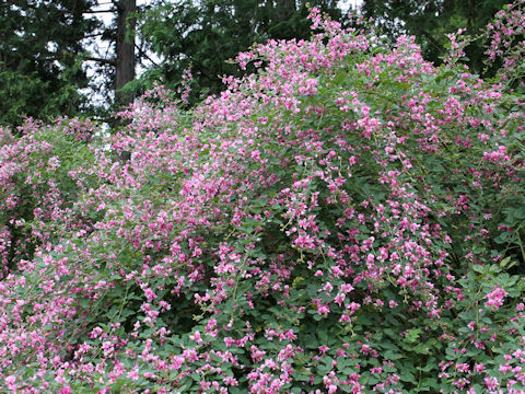 Lespedeza bicolor