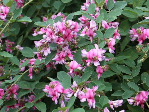 Lespedeza bicolor