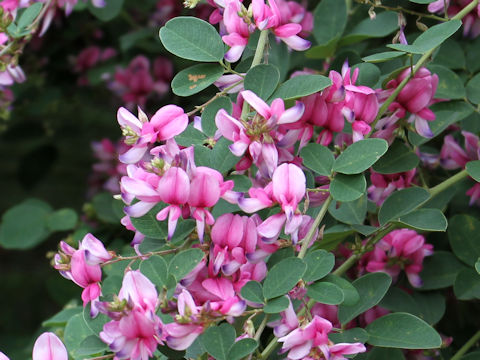 Lespedeza bicolor