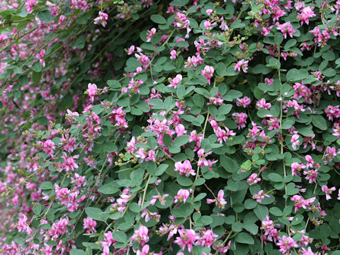 Lespedeza bicolor