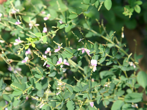 Lespedeza bicolor 'Edoshibori'