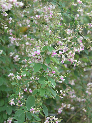 Lespedeza bicolor 'Edoshibori'