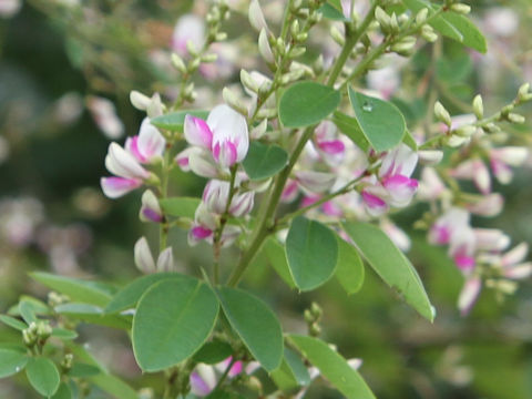 Lespedeza bicolor 'Edoshibori'