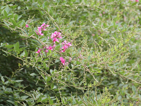 Lespedeza bicolor