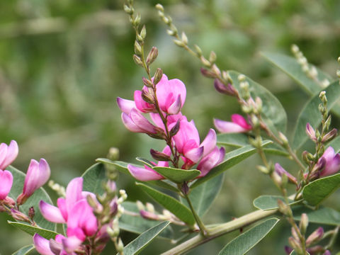 Lespedeza bicolor