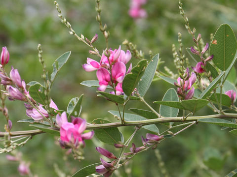 Lespedeza bicolor