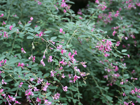 Lespedeza bicolor