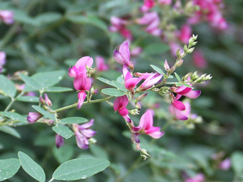 Lespedeza bicolor