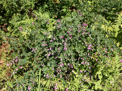 Lespedeza bicolor