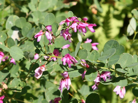 Lespedeza bicolor