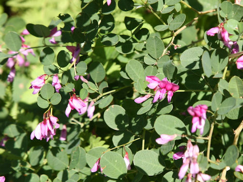 Lespedeza bicolor