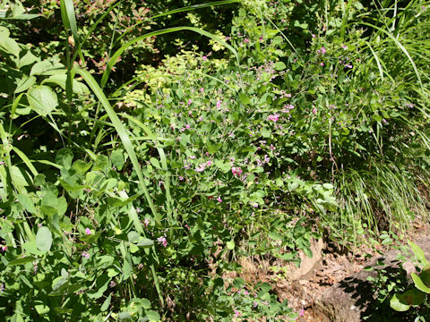 Lespedeza bicolor