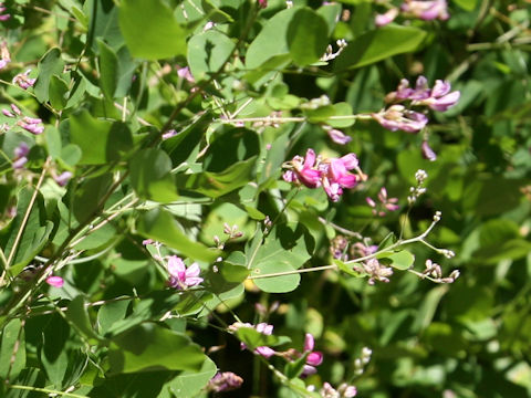 Lespedeza bicolor