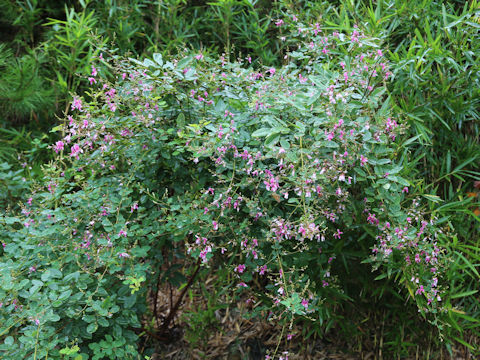 Lespedeza bicolor