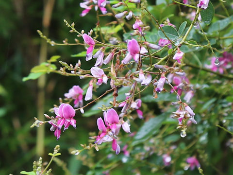 Lespedeza bicolor