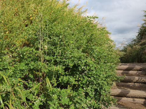 Lespedeza bicolor