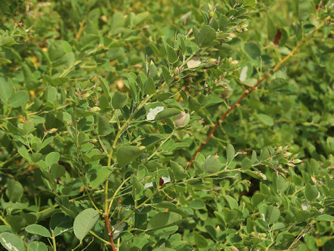 Lespedeza bicolor