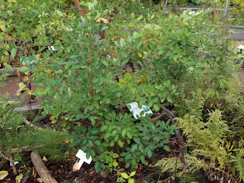Lespedeza bicolor
