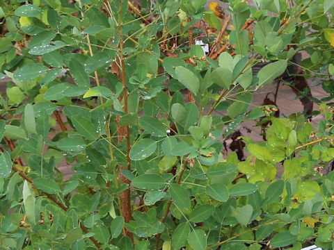 Lespedeza bicolor