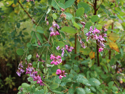 Lespedeza bicolor