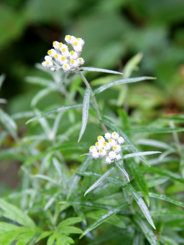 Anaphalis margaritacea var. angustior