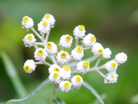 Anaphalis margaritacea var. angustior