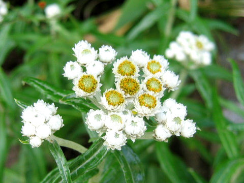 Anaphalis margaritacea var. angustior