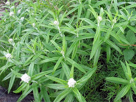 Anaphalis margaritacea var. angustior