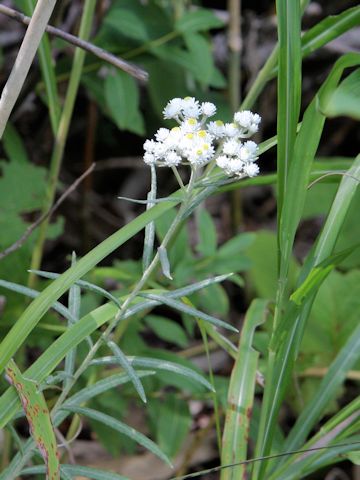 Anaphalis margaritacea var. angustior