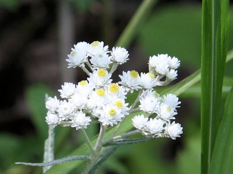 Anaphalis margaritacea var. angustior