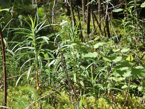 Anaphalis margaritacea var. angustior