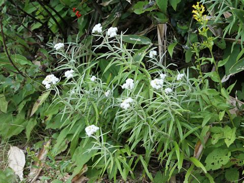 Anaphalis margaritacea var. angustior