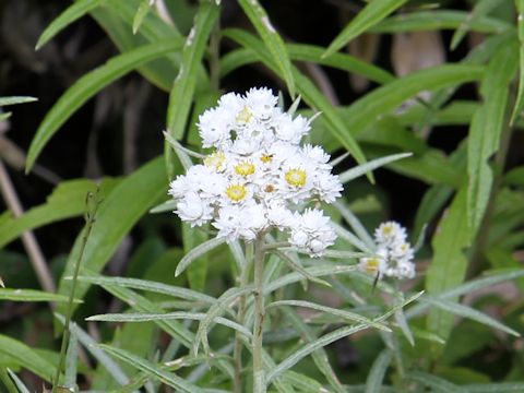 Anaphalis margaritacea var. angustior